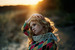 Goldfrapp