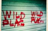 Wild-flag_s159
