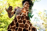 The-zoo-project_s165x110