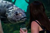 Nightlife-at-the-california-academy-of-sciences_s165x110