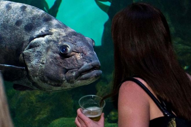 Photo of NightLife at the California Academy of Sciences