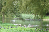 Regents-park_s159
