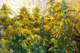 The High Times Cannabis Cup  - Concert | Conference / Convention | Festival | Food & Drink Event in Amsterdam.