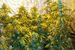 The High Times Cannabis Cup  - Concert | Conference / Convention | Festival | Food & Drink Event in Amsterdam.