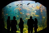 Nightlife-at-the-california-academy-of-sciences_s165x110