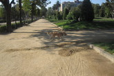 Parc-de-la-ciutadella_s165x110