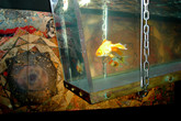 Le-poisson-rouge_s165x110