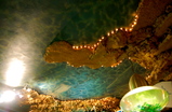 The-dolphins_s159