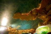 The-dolphins_s165x110
