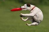 Pooch-A-Palooza - Outdoor Event | Music Festival | Festival in Boston.