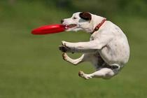 Pooch-A-Palooza - Outdoor Event | Music Festival | Festival in Boston.