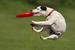 Pooch-A-Palooza - Outdoor Event | Music Festival | Festival in Boston