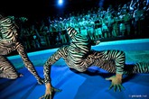 The-zoo-project_s165x110