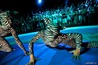 The Zoo Project