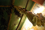 Pata-negra_s159