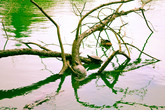 Golden-gate-park_s165x110