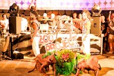 The-zoo-project_s165x110