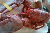 The-port-of-los-angeles-lobster-festival_s165x110