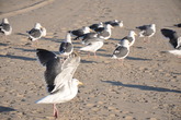 Venice-beach_s165x110