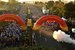 Marine Corps Marathon  - Running in Washington, DC.