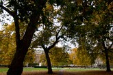 Mayfair_s165x110