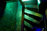 The-dolphins_s159