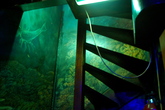The-dolphins_s165x110