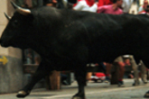 Running-of-the-bulls_s165x110