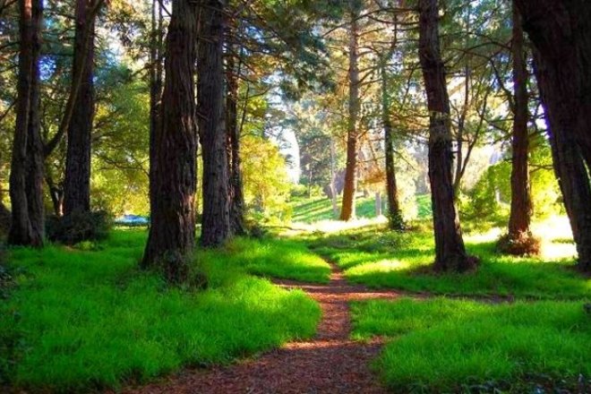 Photo of Golden Gate Park