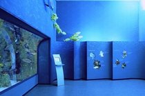 Museo Civico di Zoologia - Museum in Rome.