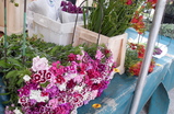 Marche-monge_s159