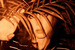Glass Candy