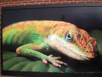 Lizard Lounge - Bar | Live Music Venue | Lounge in Boston.