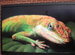 Lizard Lounge - Bar | Live Music Venue | Lounge in Boston.