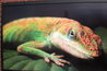 Lizard Lounge