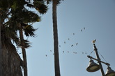 Venice-beach_s165x110