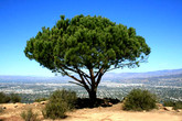 Griffith-park_s165x110