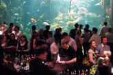 NightLife at the California Academy of Sciences - Culture | Drinking Activity | Event Space | Museum in SF
