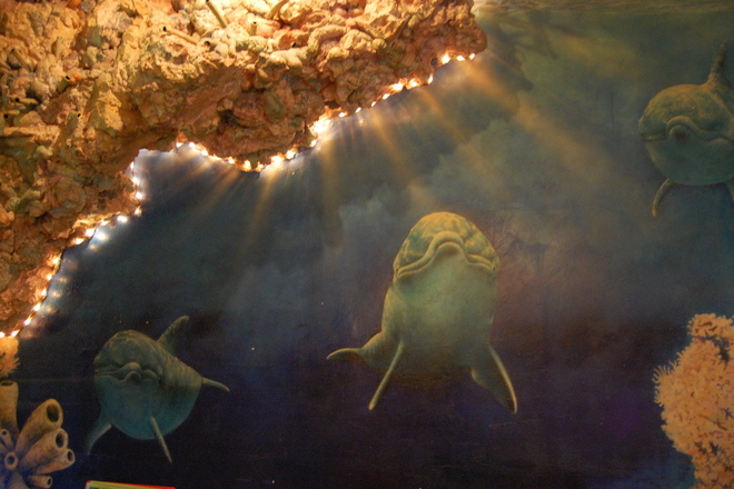 Photo of The Dolphins