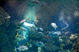 Exhibition-mediterranee_s159