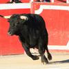Feria Taurina - Festival in Madrid