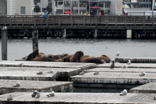 Photo of Fisherman's Wharf, San Francisco