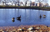 Boston-esplanade_s159