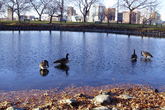 Boston-esplanade_s165x110