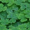 Irlanda in Festa - Ethnic Festival | Music Festival in Florence