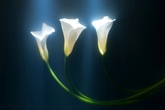 Illumination_s165x110