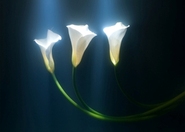 Illumination - Photography Exhibit in Chicago.