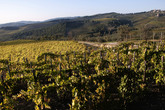 Chianti-region_s165x110