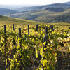 Chianti, Florence