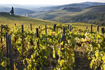 Chianti, Florence.